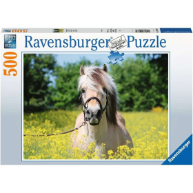 Ravensburger Pferd im Rapsfeld